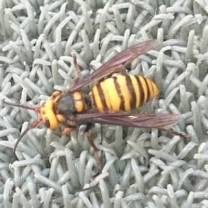 ベランダに来たスズメバチ